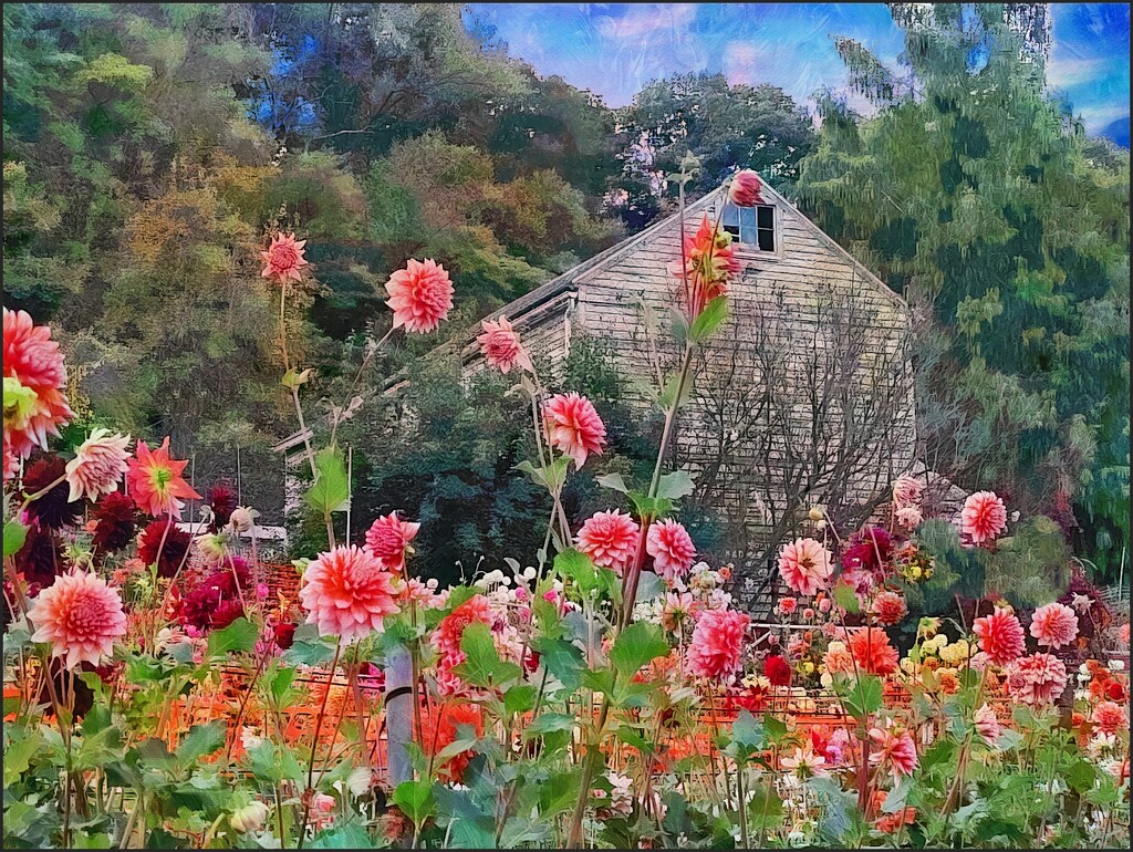 Dahlias in the Garden by olivetreeann