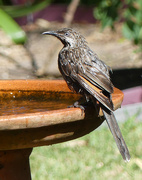 17th Oct 2025 - Mystery Bird