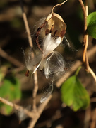 15th Oct 2025 - falling seeds