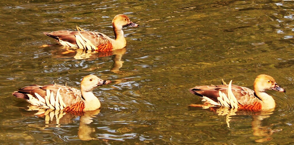 Ruffled Feathers ~ by happysnaps