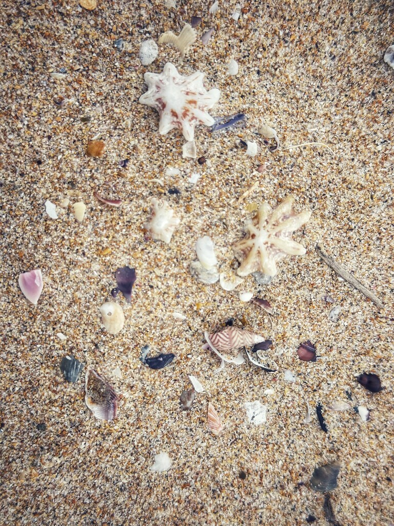 A little bit of beach! by pusspup