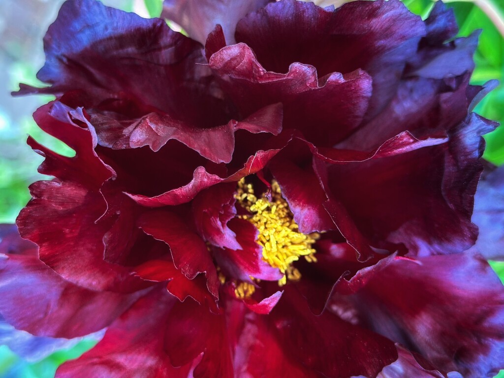 That black peony by pusspup