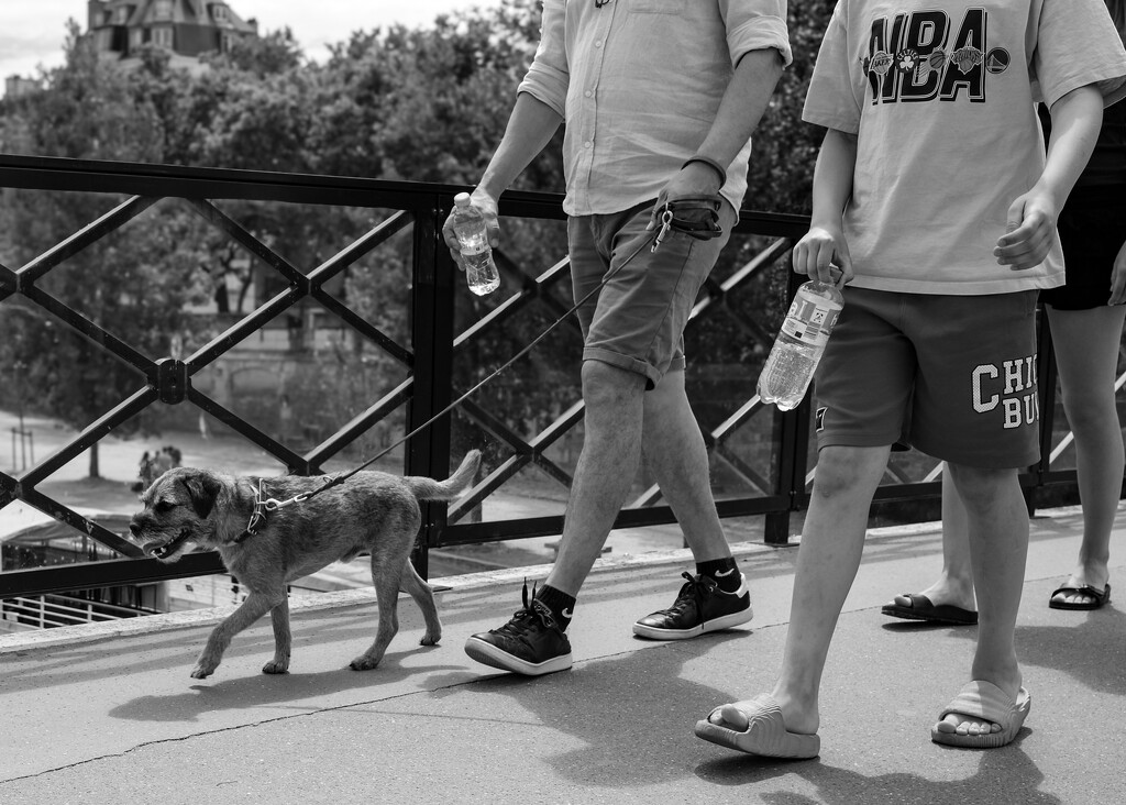 Dogs of Paris 11 by brigette