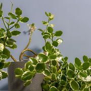 16th Oct 2025 - Plant