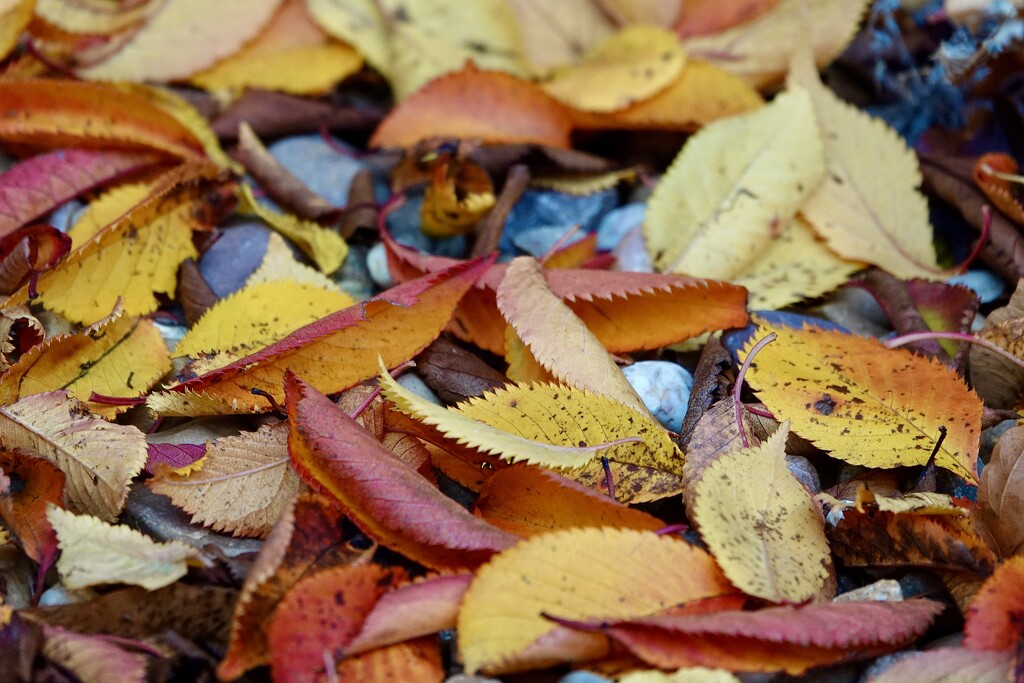 Colourful Carpet by carole_sandford