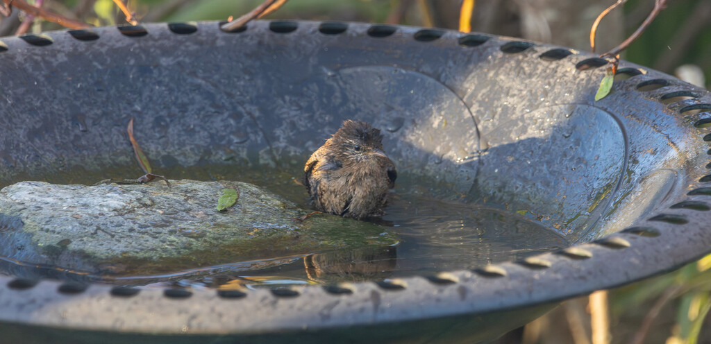 Bath Time by lifeat60degrees