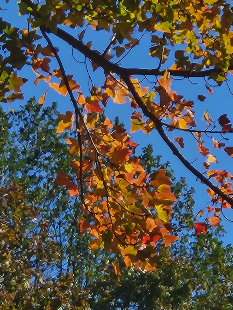 Radiance by alyclark