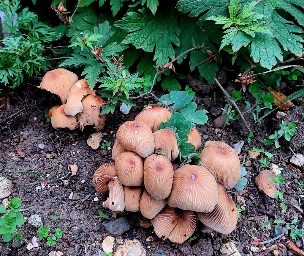 Garden funghi  by busylady