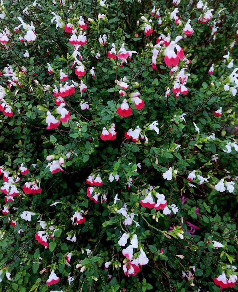 Full frame hot lips  by busylady