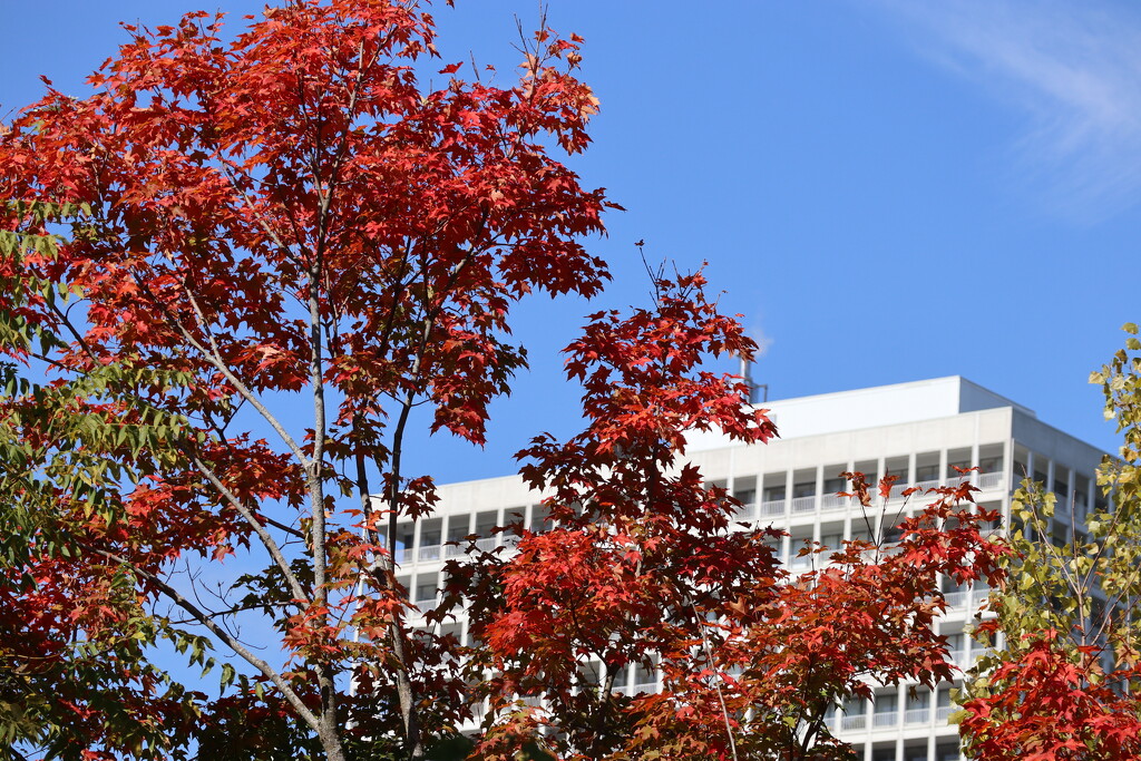 Autumn Glory by 365projectorgheatherb