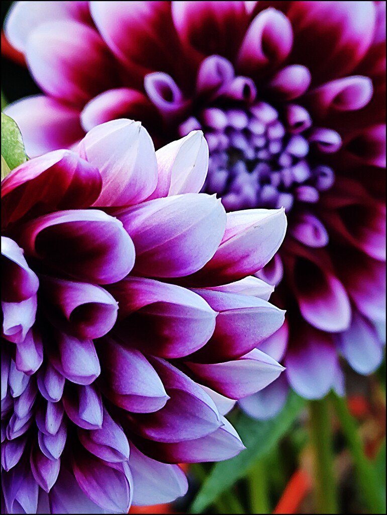Deep Purple Dahlia by olivetreeann