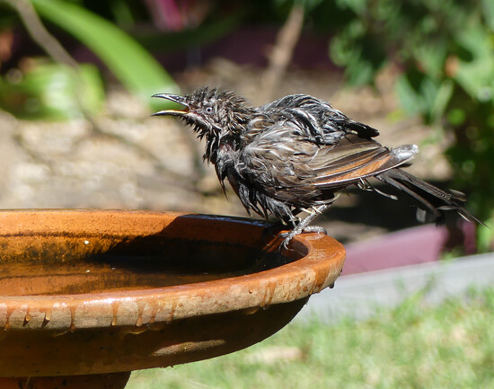 Bad Hair Day on 365 Project