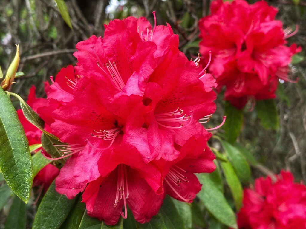 rhododendron by pusspup