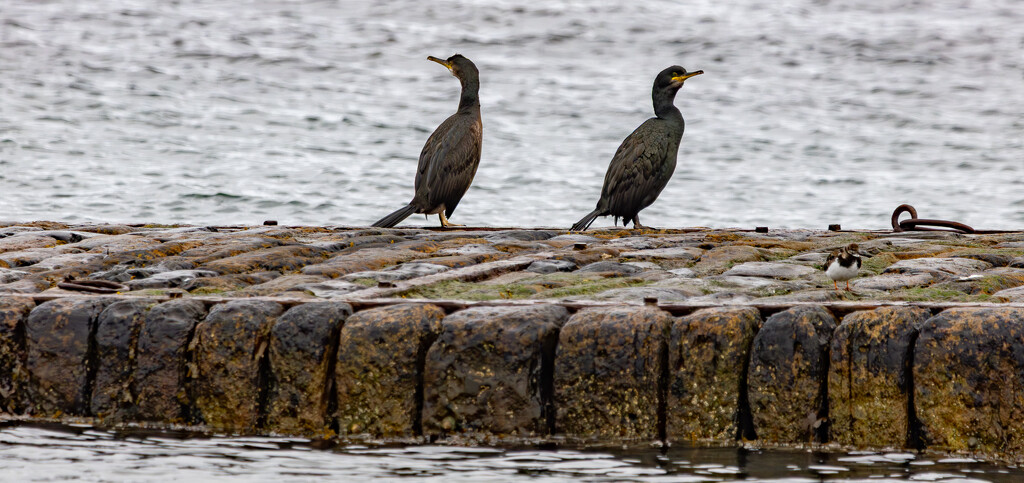 Pier Sentries by lifeat60degrees
