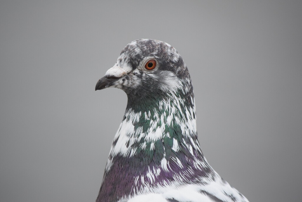 Pretty pigeon portrait by dragey74