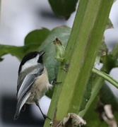 19th Oct 2025 - Bringing Cheer