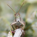Little grasshopper