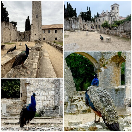 The Island of Peacocks on 365 Project