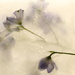 Frozen Flowers # 1