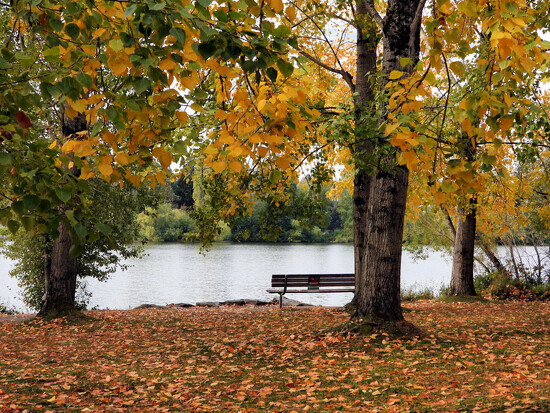 Golden Fall Colors on 365 Project
