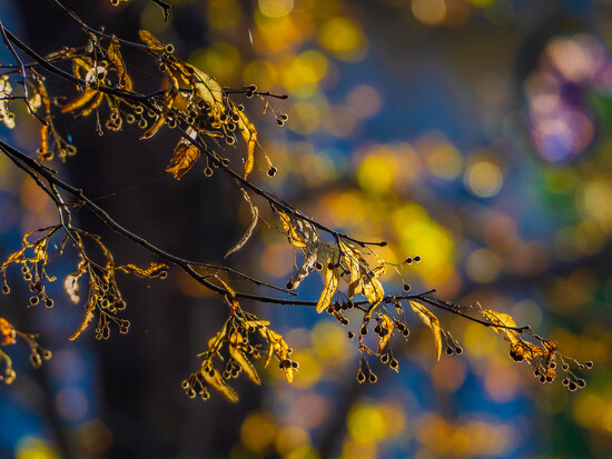 Official Top 20 Chart - Week 792