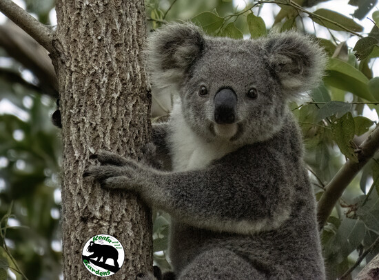 meet Ruby on 365 Project