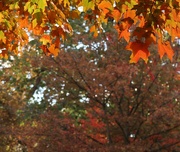 20th Oct 2025 - With a Little Sun