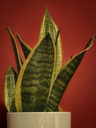 18th Oct 2025 - Mother In Law’s Tongue (Snake Plant)