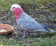 21st Oct 2025 - Galah