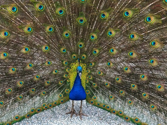 Front on 365 Project