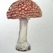Fly Agaric Toadstool
