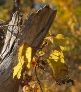 16th Oct 2025 - yellow leaves