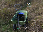 17th Oct 2025 - no more trees?