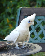 22nd Oct 2025 - On Guard Duty
