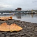Leaves by the River