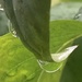 Raindrop
