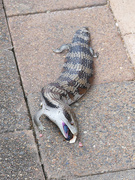 23rd Oct 2025 - Stumpy