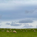 South Mainland Sheep