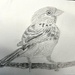 Sparrow Tonal Drawing 