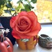 A Perfect Halloween Rose