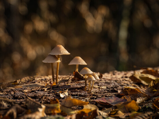 Official Top 20 Chart - Week 793