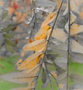 24th Oct 2025 - color play