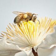 25th Oct 2025 - Clematis Collector