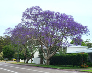 26th Oct 2025 - Jacaranda Time