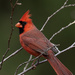 The Cardinal