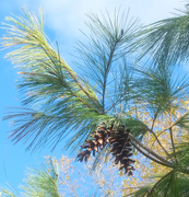 26th Oct 2025 - white pine