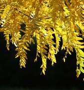 26th Oct 2025 - Yellow Fringe