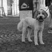 Dogs of Paris 27