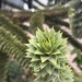 Monkey puzzle tree 😍 Never seen it before 