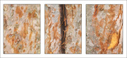 27th Oct 2025 - Angophora Triptych